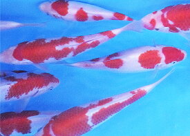 錦鯉 紅白 1匹 約26cm〜33cm前後　ニシキゴイ 鯉 色鯉 生体