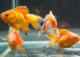 【国産金魚】琉金 M 3匹 赤琉金 素赤 金魚 川魚