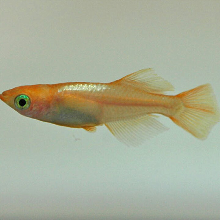 おすすめ特集 メダカ 東天光メダカ 30匹 楊貴妃ヒカリ めだか 変わりメダカ Shipsctc Org おすすめ特集 メダカ 東天光メダカ 30匹 楊貴妃ヒカリ めだか 変わりメダカ Shipsctc Org