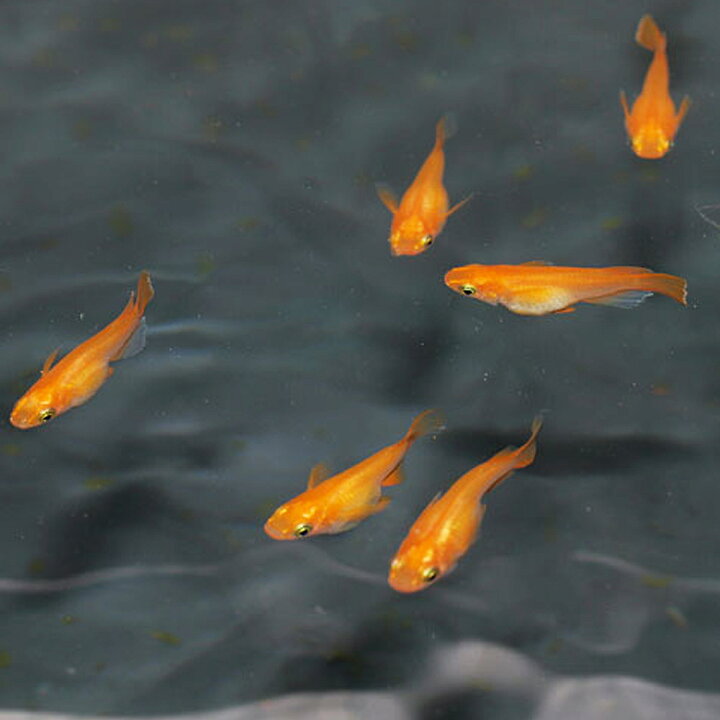 最新アイテム メダカ 雲龍メダカ 5匹 白錦メダカ 藍斑目高 すみれ めだか 変わりメダカ Shipsctc Org 最新アイテム メダカ 雲龍メダカ 5匹 白錦メダカ 藍斑目高 すみれ めだか 変わりメダカ Shipsctc Org