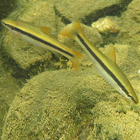 ムギツク　3匹 （S）3cm〜6cm前後 淡水魚 川魚
