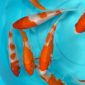 鯉 コイ 錦鯉 ニシキゴイ 紅白 (S) 1匹 10cm〜13cm前後 生体 色鯉