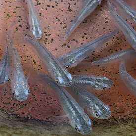 青メダカ（5匹） アオメダカ　めだか メダカ 変わりメダカ 川魚 生体