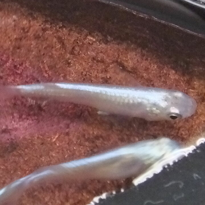 最新アイテム メダカ 雲龍メダカ 5匹 白錦メダカ 藍斑目高 すみれ めだか 変わりメダカ Shipsctc Org 最新アイテム メダカ 雲龍メダカ 5匹 白錦メダカ 藍斑目高 すみれ めだか 変わりメダカ Shipsctc Org