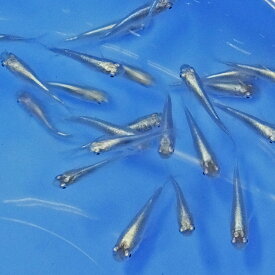 楽天市場 ダルマメダカ 稚魚の通販
