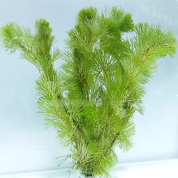 楽天市場 水草 国産 無農薬 カボンバ 金魚藻 30本 メダカ エビ シュリンプ カモンバ メール便送料無料 エムワイshop アクア