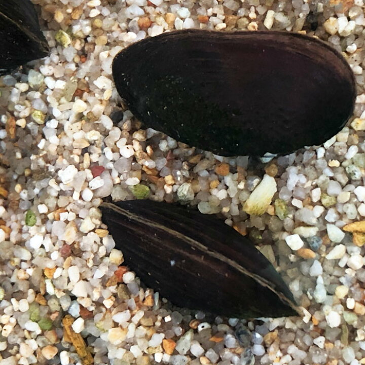 楽天市場 イシガイ 15匹 イシ貝 淡水二枚貝 タナゴ カネヒラ 産卵 繁殖 川魚 エムワイshop アクア
