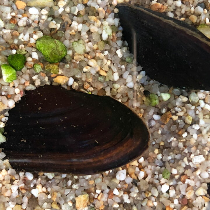 楽天市場 イシガイ 3匹 イシ貝 淡水二枚貝 タナゴ カネヒラ 産卵 繁殖 川魚 エムワイshop アクア