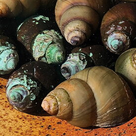 タニシ 40匹 川魚