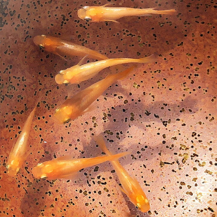 楽天市場】東天光メダカ(20匹)(楊貴妃ヒカリ) めだか メダカ 変わりメダカ 川魚 : エムワイSHOP アクア 楽天市場】東天光メダカ(20匹)(楊貴妃ヒカリ) めだか メダカ 変わりメダカ 川魚 : エムワイSHOP アクア
