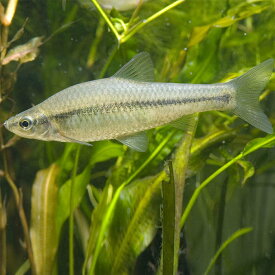 楽天市場 淡水魚 飼育セットの通販