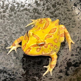 楽天市場 カエル 飼育セットの通販