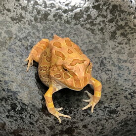 楽天市場 カエル 生体 爬虫類 両生類 ペット ペットグッズの通販