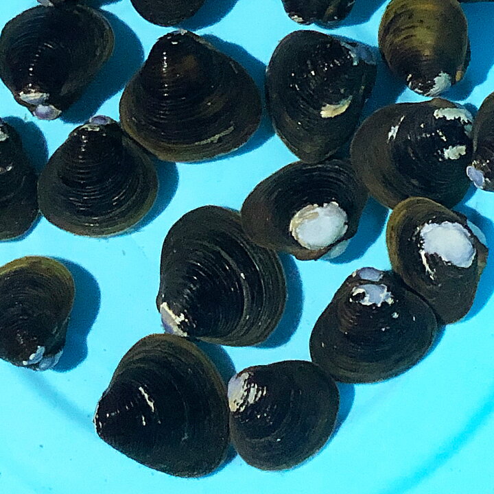 淡水シジミ 30匹 川魚 エムワイshop しじみ