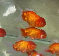 楽天市場】金魚ジャンボオランダの通販