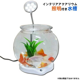 楽天市場 水槽 エビの通販