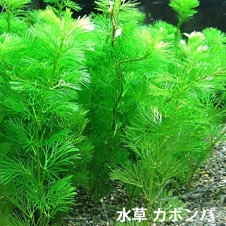 楽天市場 水草 カボンバ 金魚藻 10本 メダカ カモンバ 定形外送料無料 エムワイshop アクア 楽天市場 水草 カボンバ 金魚藻 10本 メダカ カモンバ 定形外送料無料 エムワイshop アクア