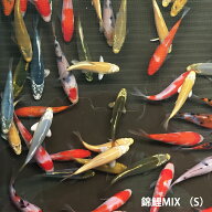 錦鯉 MIX (S) 20匹 約10cm〜13cm前後 ニシキゴイ コイ 鯉 紅白 昭和三色 光物 銀鱗 ドイツ 白写り べっ甲…