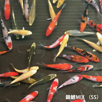 楽天市場】錦鯉生体 5匹の通販