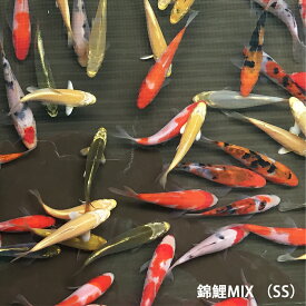 錦鯉MIX（SS） 5匹　約7cm〜10cm前後　ニシキゴイ 紅白　昭和三色　光物　銀鱗　ドイツ　白写り　べっ甲　秋翠　山吹黄金　松葉　生体 川魚