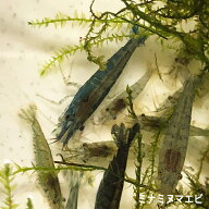 ミナミヌマエビ 50匹 エビ 飼育用・餌用にも！ 川魚
