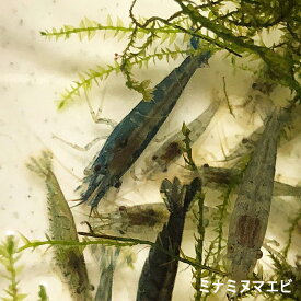 【数量限定】ミナミヌマエビ 50匹 エビ 飼育用・餌用にも！ 川魚