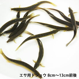 楽天市場 エサ用 川魚の通販