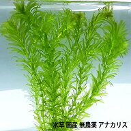 水草　国産 無農薬 アナカリス メダカ 金魚藻 オオカナダモ（10本） 【メール便送料無料】