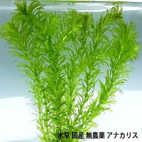 楽天市場 一般水草 人気ランキング1位 売れ筋商品
