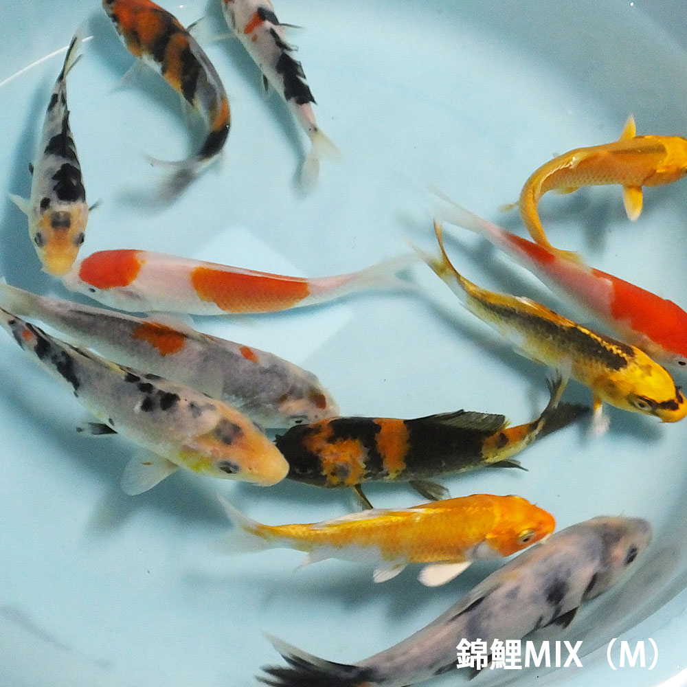 楽天市場】錦鯉MIX （M） 10匹 約13cm〜16cm前後 ニシキゴイ 紅白 昭和 