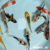 楽天市場】錦鯉 稚鯉の通販