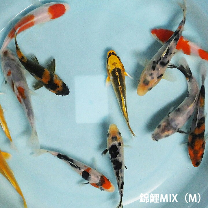 楽天市場】鯉 コイ 錦鯉 ニシキゴイ MIX (M) 5匹 約13cm〜16cm前後 