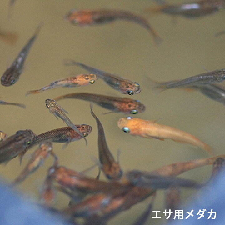 楽天市場 生き餌 メダカ エサ用メダカ100匹 めだか エサメダカ 生体 川魚 エムワイshop アクア