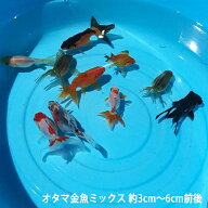 オタマ金魚ミックス S～M 3匹 5匹 10匹 約3〜6cm前後 金魚ミックス お玉金魚 おたま金魚 川魚 金魚 [ エ…