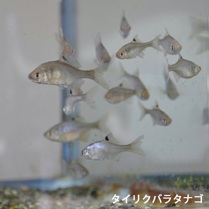 楽天市場】タイリクバラタナゴ 10匹 S〜M 約2cm〜4cm タナゴ 川魚 