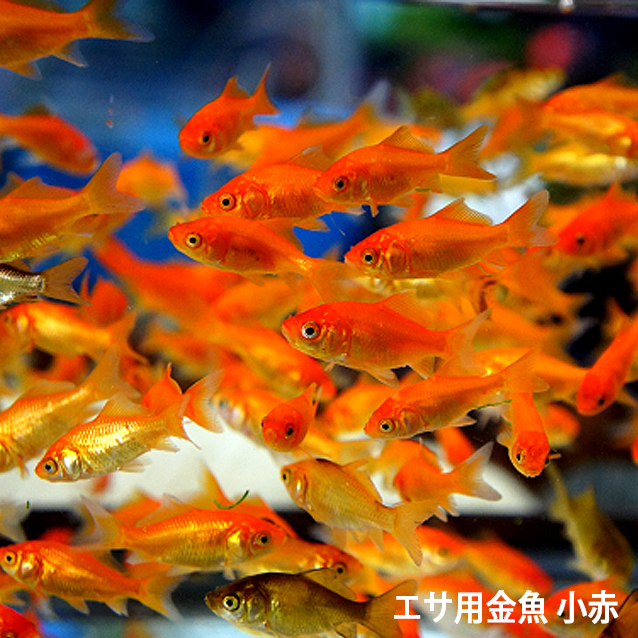 金魚 小赤 エサ用金魚 餌金 50匹 キンギョ 生体 きんぎょ 日本 餌 人気急上昇 エサ