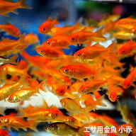 【 送料無料 】 金魚 小赤 エサ用金魚 餌金 30匹 50匹 100匹 [ エサ 餌 きんぎょ キンギョ 生体 ]