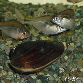 楽天市場 淡水魚 タナゴの通販