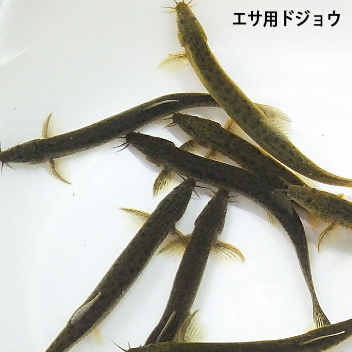 楽天市場 淡水魚 生餌 エサ用ドジョウ どじょう S M 8cm 13cm前後 30匹 川魚 釣り餌 川魚 エムワイshop アクア