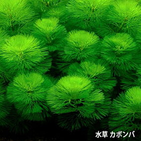 楽天市場 水草 人気ランキング1位 売れ筋商品 楽天市場 水草 人気ランキング1位 売れ筋商品