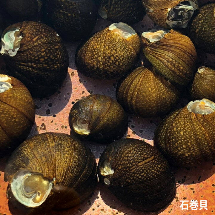 最大96 オフ 日淡 貝 バリューセット メダカ 約2cm 匹 石巻貝 10匹 ねったいぎょ Mediterraneanfields Com