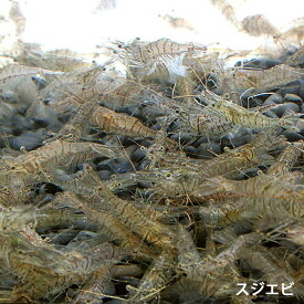 スジエビ200匹 エビ 飼育用・餌用にも！