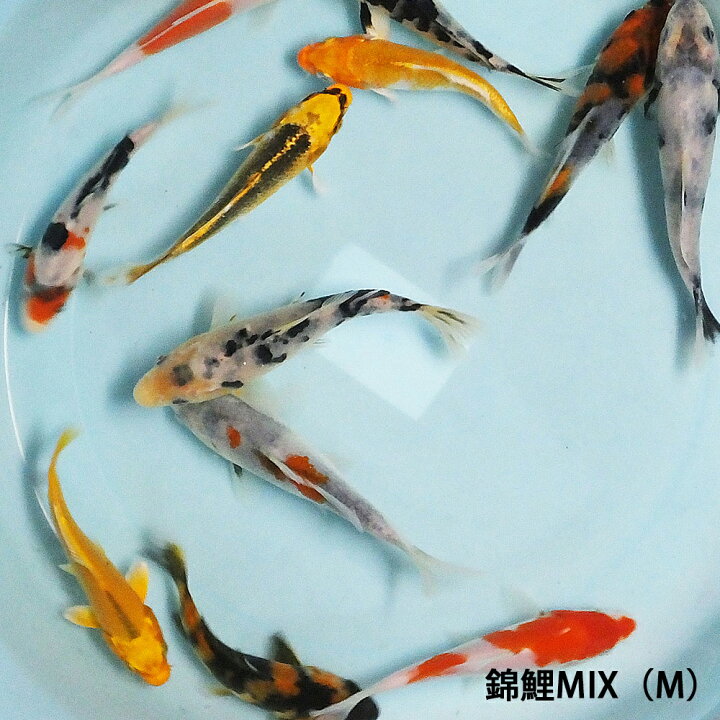楽天市場】鯉 コイ 錦鯉 ニシキゴイ MIX (M) 3匹 約13cm〜16cm前後 