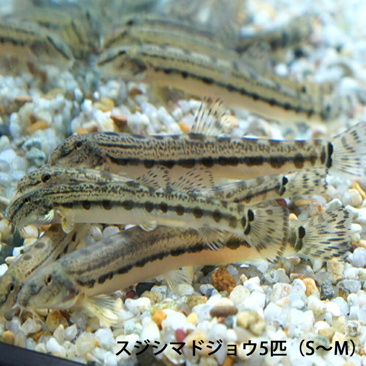 楽天市場 スジシマドジョウ 5匹 S M 3cm 5cm前後 どじょう 淡水魚 川魚 川魚 エムワイshop アクア