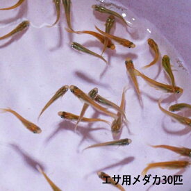 楽天市場 サメ 生体 熱帯魚 アクアリウム ペット ペットグッズ の通販