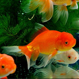 【国産】ジャンボオランダ 13cm〜15前後 1匹 川魚