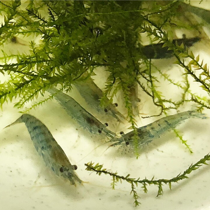 楽天市場 数量限定 ミナミヌマエビ100匹 エビ 飼育用 餌用にも 川魚 エムワイshop アクア