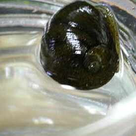 楽天市場 飼育セット 貝 ヤドカリ 熱帯魚 アクアリウム ペット ペットグッズの通販
