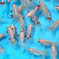 楽天市場】らんちゅう 金魚 種類（種（観賞魚）金魚）（熱帯魚 
