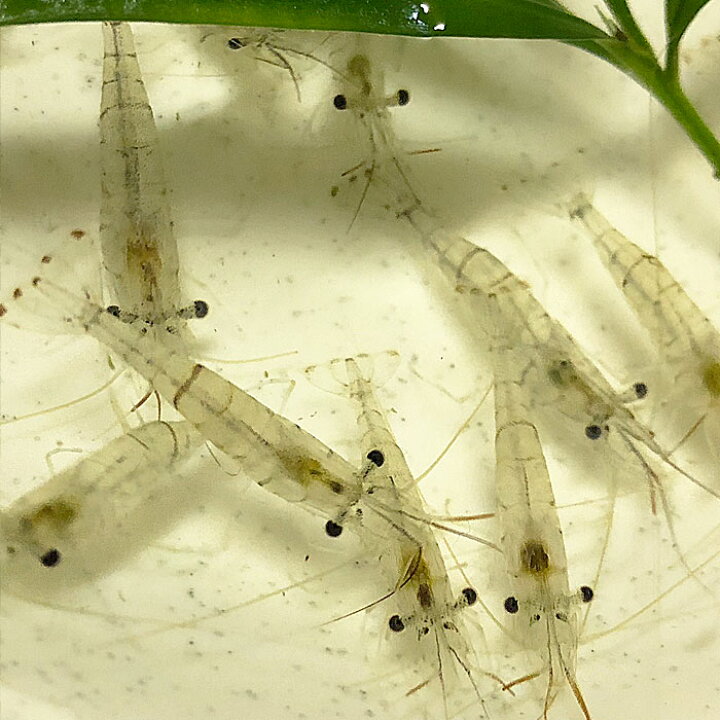 楽天市場 スジエビ匹 エビ 飼育用 餌用にも 川魚 エムワイshop アクア